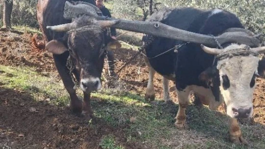 Teknolojinin işlemediği Aydın dağlarında çiftçilerin zorlu mesaisi erken başladı