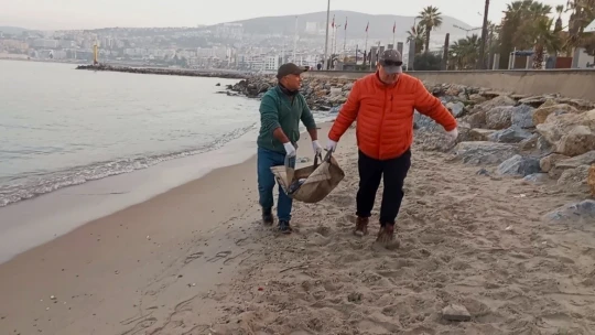 Tırtak türü yunus karaya vurdu