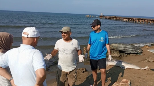 Tırtak yunusu ölü olarak kıyıya vurdu
