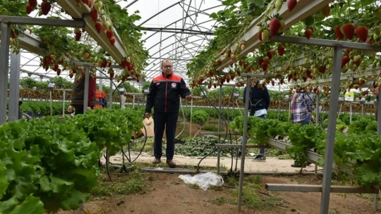 Topraksız tarımsal üretim yapan serada incelemelerde bulunuldu