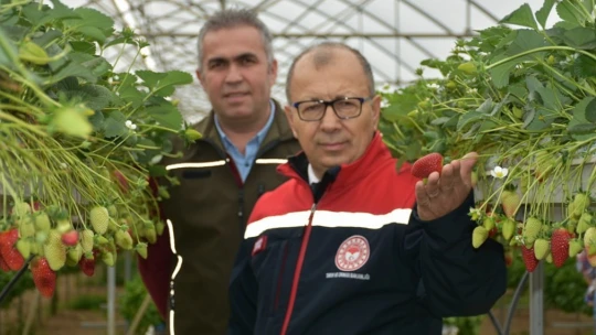 Topraksız tarımsal üretim yapan serada incelemelerde bulunuldu