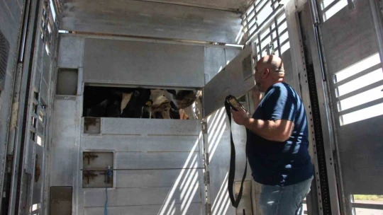 Türk mühendislerin tasarladığı bu araçla, canlı hayvan naklinde 5 yıldızlı konfor dönemi başladı