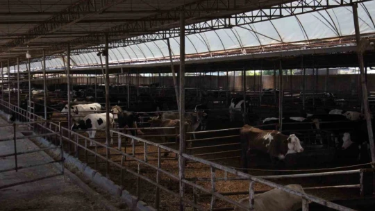 Türk mühendislerin tasarladığı bu araçla, canlı hayvan naklinde 5 yıldızlı konfor dönemi başladı