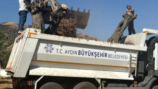 Üniversite kampüsündeki 6 tarihi zeytin ağacı yeni yerlerine taşındı