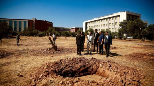Üniversite kampüsündeki 6 tarihi zeytin ağacı yeni yerlerine taşındı