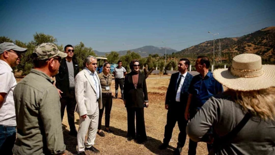 Üniversite kampüsündeki 6 tarihi zeytin ağacı yeni yerlerine taşındı