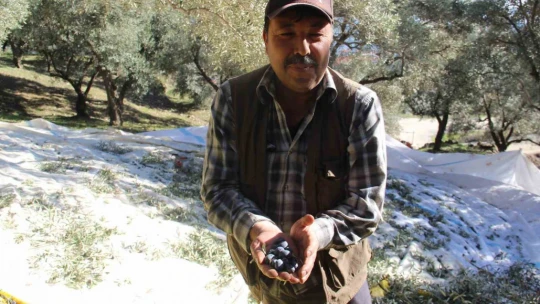 Üreticiler bu yıl zeytin değil altın topluyor