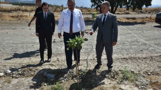 Vali Canbolat incir hasadına katıldı
