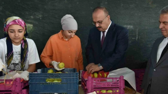 Vali Canbolat incir hasadına katıldı