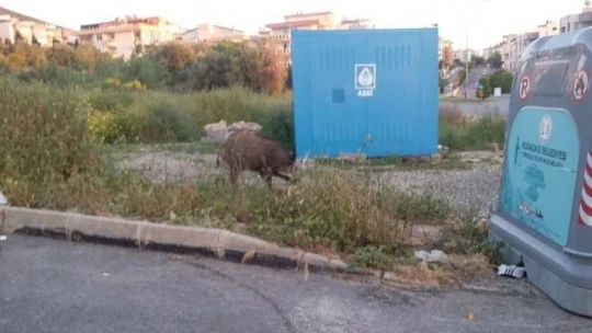 Vatandaşları yaban domuzu saldırılarına karşı uyardı
