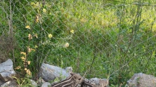Vatandaşları yaban domuzu saldırılarına karşı uyardı