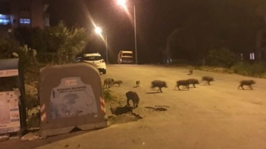 Vatandaşları yaban domuzu saldırılarına karşı uyardı