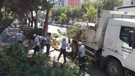Vatandaşların, can ve mal güvenliği için tehlike arz eden ağaçlar budandı