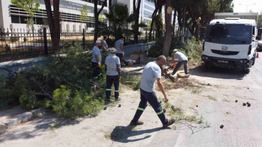 Vatandaşların, can ve mal güvenliği için tehlike arz eden ağaçlar budandı