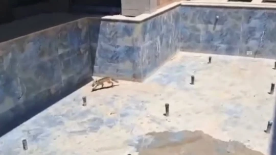 Villa inşaatındaki havuza düşen tilkiler kurtarıldı