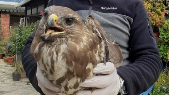 Vurulan şahinin kanadına platin takıldı