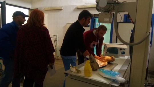 Vurulan şahinin kanadına platin takıldı