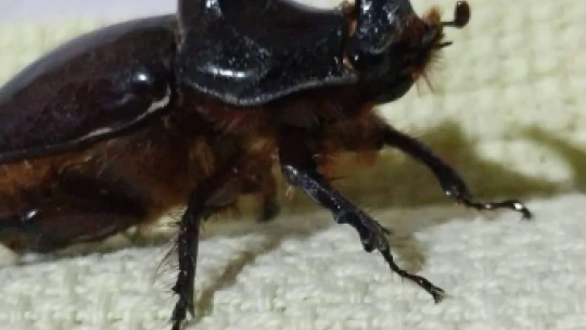 Dünyanın en güçlü böceği Nazilli'de görüldü