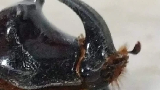 Dünyanın en güçlü böceği Nazilli'de görüldü