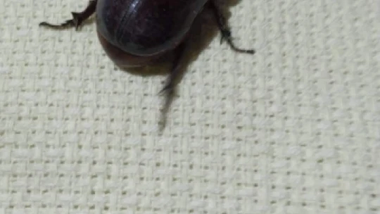 Dünyanın en güçlü böceği Nazilli'de görüldü