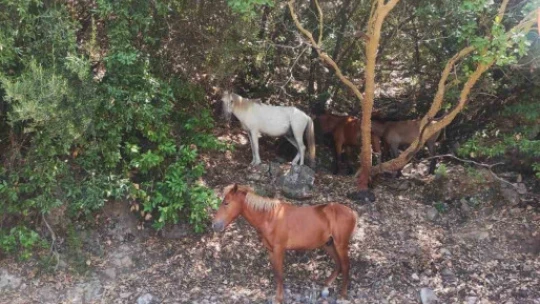 Yaban hayatın son sığınağında jandarmadan denetim