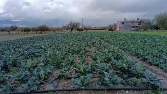 Yağış ve doludan etkilenen tarım arazilerinde kontroller başladı