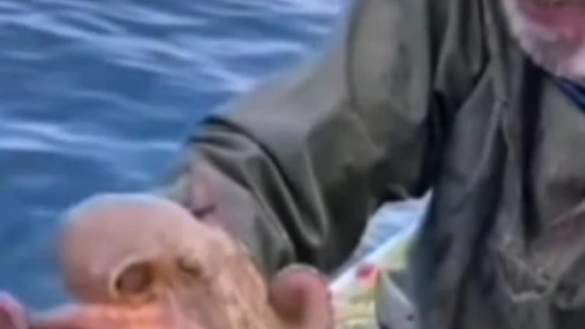 Yakaladığı ahtapotu öpüp sevdi, denize bıraktı