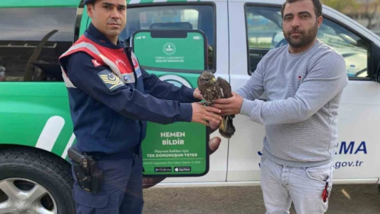Yaralı halde bulunan Kızıl Şahin koruma altına alındı