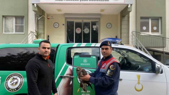 Yaralı halde bulunan Kızıl Şahin koruma altına alındı