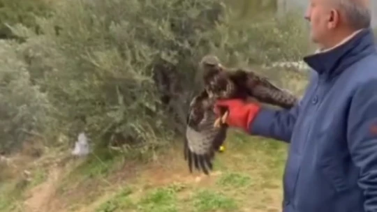 Yaralı halde bulunan Kızıl Şahin, tedavisinin ardından doğaya salındı