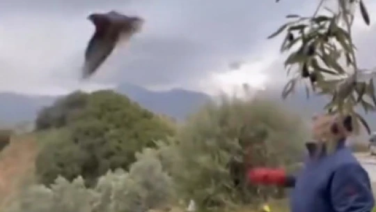 Yaralı halde bulunan Kızıl Şahin, tedavisinin ardından doğaya salındı