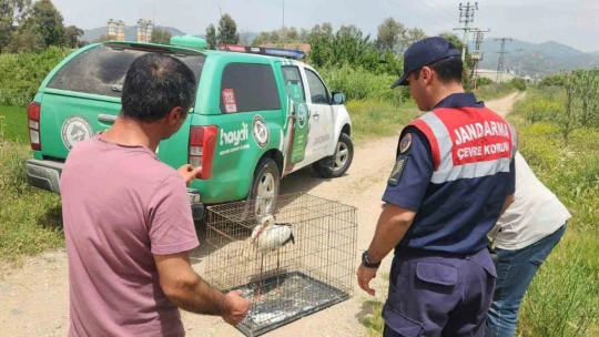 Yaralı leylek 3 aylık tedavi sonrası doğaya salındı