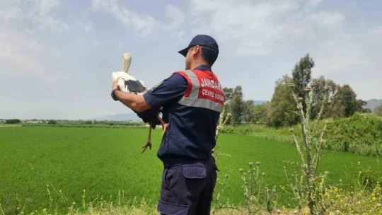 Yaralı leylek 3 aylık tedavi sonrası doğaya salındı