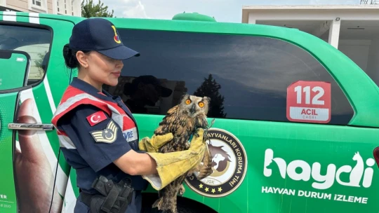 Yaralı puhu kuşuna jandarma eli