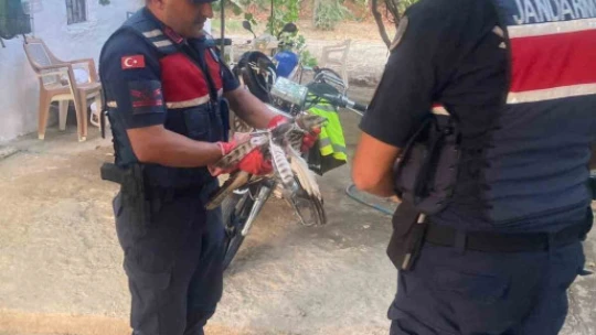 Yaralı şahin, jandarma ekiplerince kurtarıldı