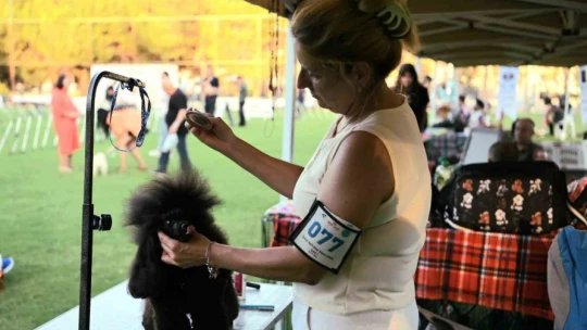 Yarışmaya katılan köpekler dikkat çekti