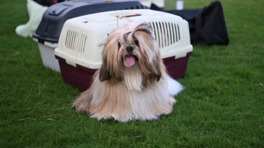 Yarışmaya katılan köpekler dikkat çekti
