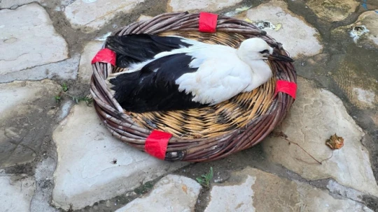 Yavru Leylek EKODOSD'da bakıma alındı, göç için hazırlanıyor