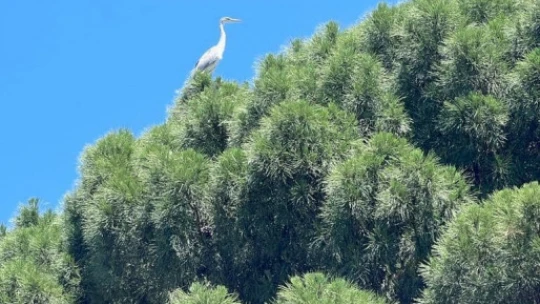 Yenipazar'a gelen gri balıkçıl kuşlar araştırma konusu oldu