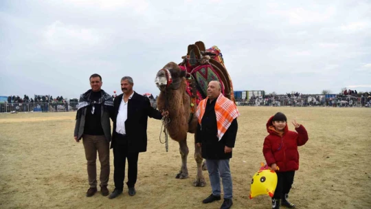 Yenipazar'da deve güreşi şenlikleri yapıldı