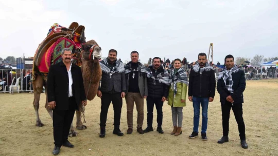Yenipazar'da deve güreşi şenlikleri yapıldı