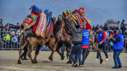 Yenipazar'da deve güreşi şenlikleri yapıldı