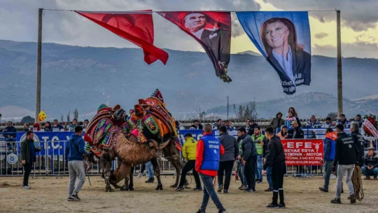 Yenipazar'da deve güreşi şenlikleri yapıldı