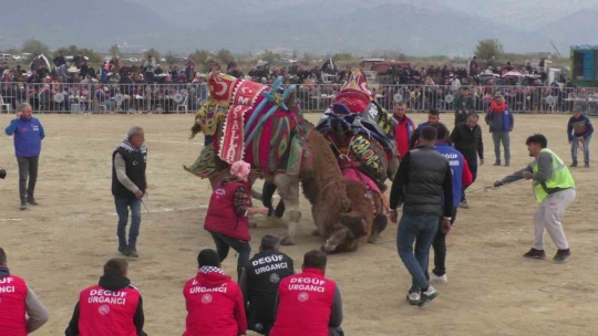 Yenipazar'da deve güreşi şenlikleri yapıldı
