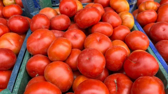 Yerli domates çıktı