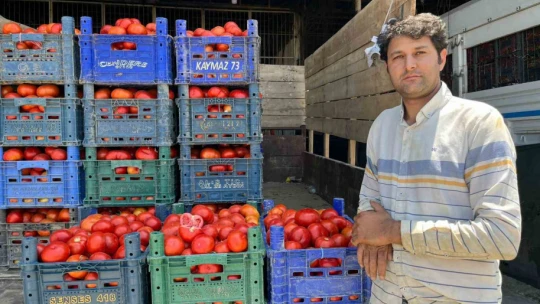 Yerli domates çıktı