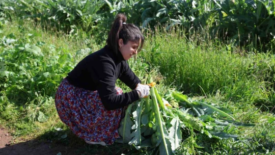 Yeşil elmas 'enginar' tarlada 20, tabakta 400 lira