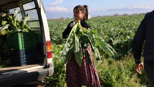 Yeşil elmas 'enginar' tarlada 20, tabakta 400 lira
