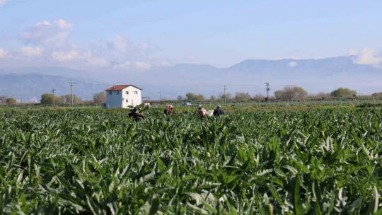 Yeşil elmas 'enginar' tarlada 20, tabakta 400 lira
