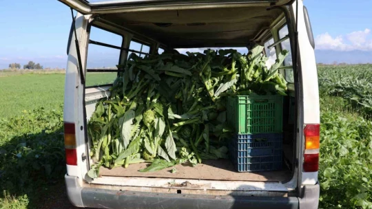 Yeşil elmas 'enginar' tarlada 20, tabakta 400 lira
